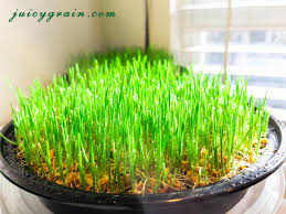 Wheatgrass