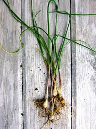 Wild Garlic