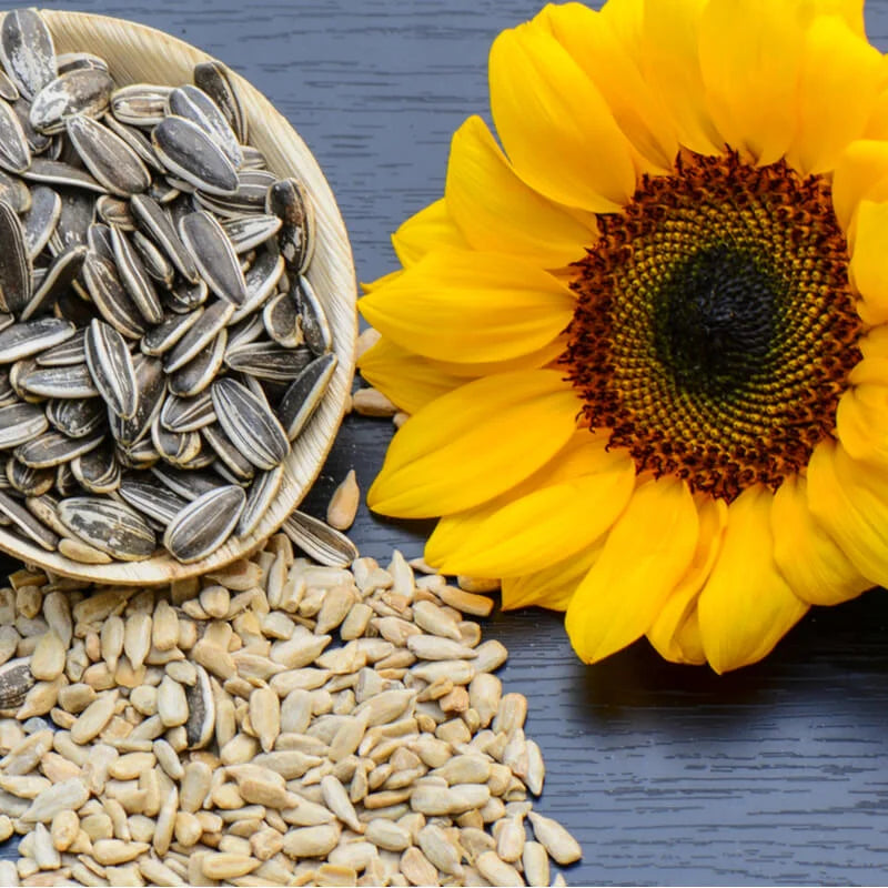 flower seeds in pakistan Organic Sunflower Seeds