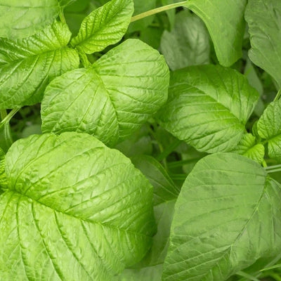 Amaranth Leaves