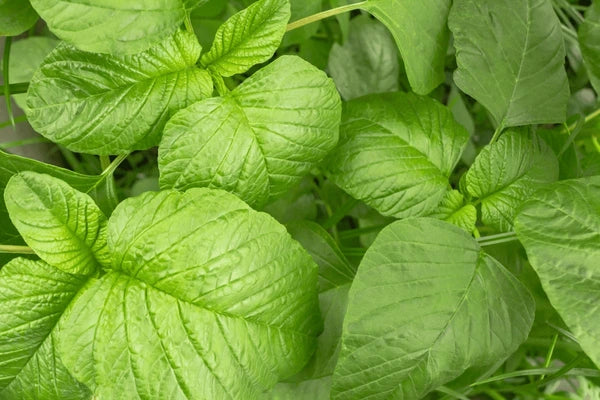 Amaranth Leaves
