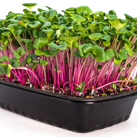Amaranth Microgreens