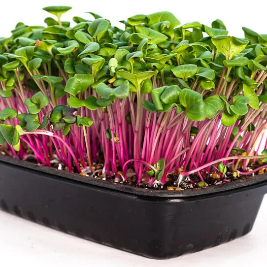 Amaranth Microgreens