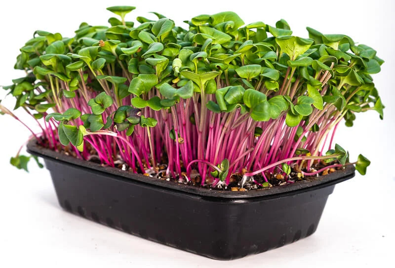 Amaranth Microgreens
