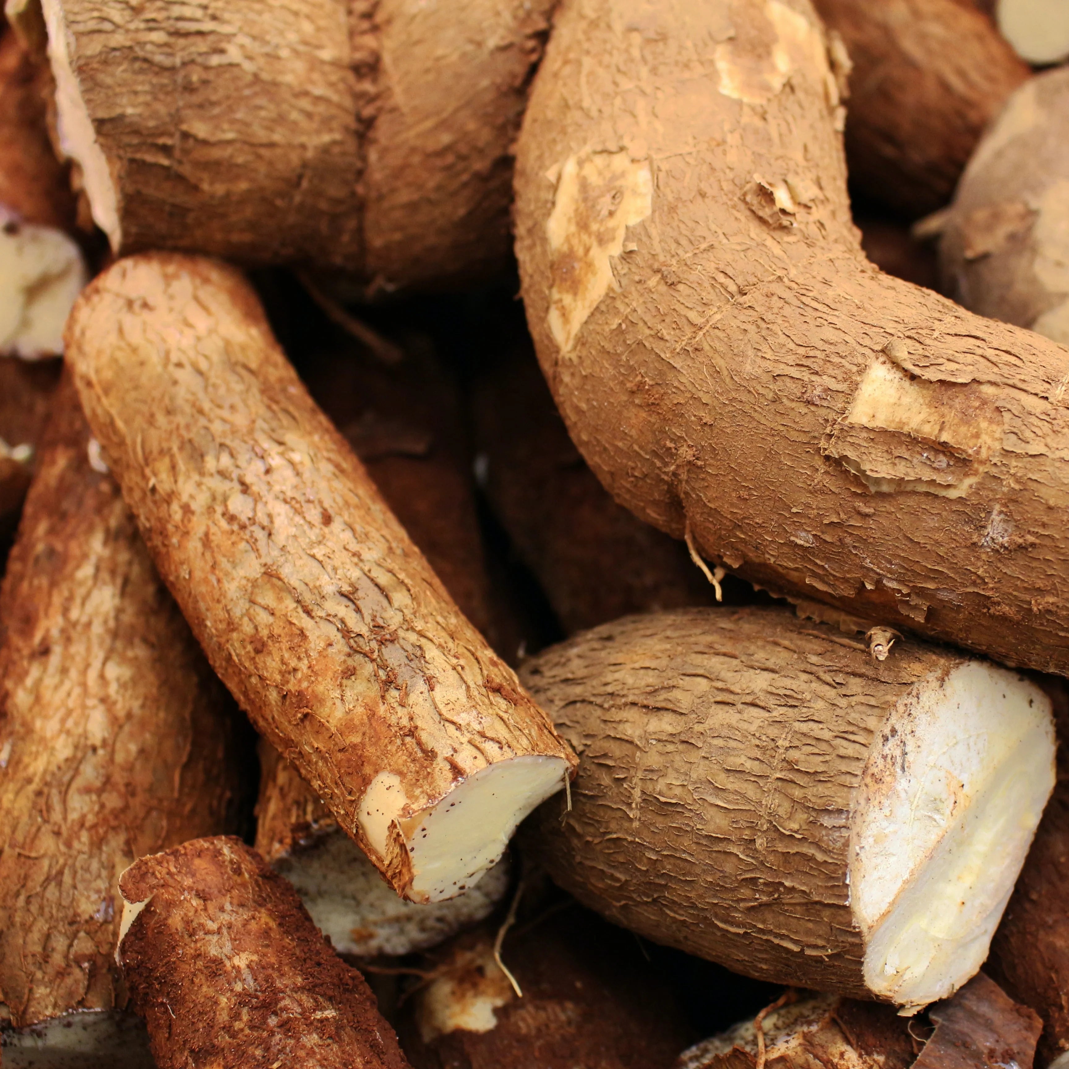 Arrowroot