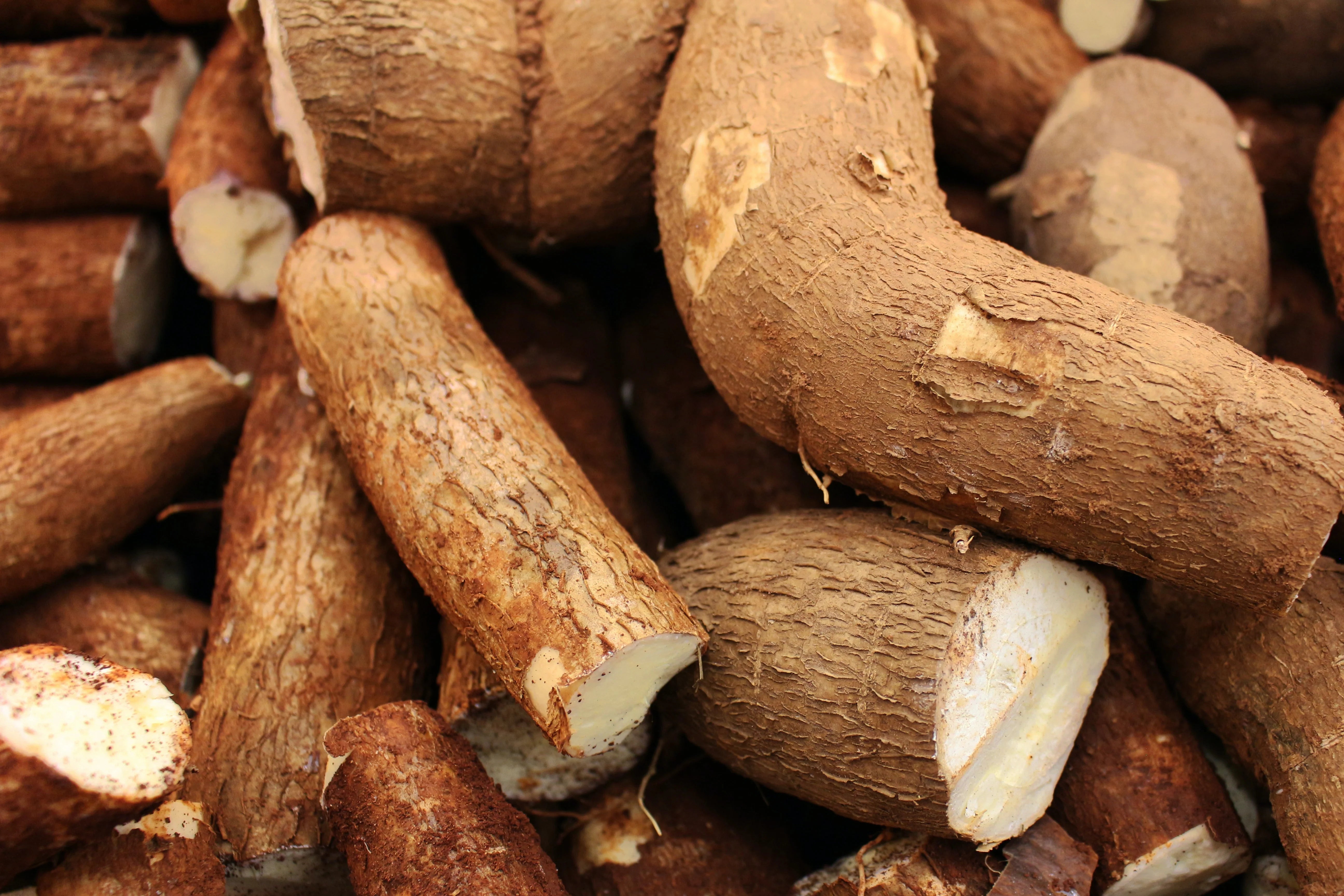 Arrowroot