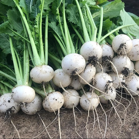 Turnip Baby