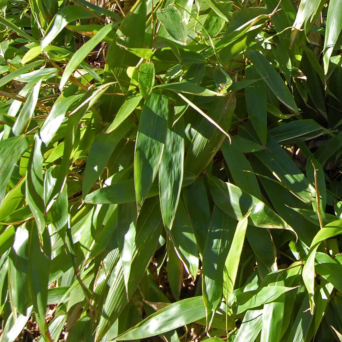Bamboo Leaves