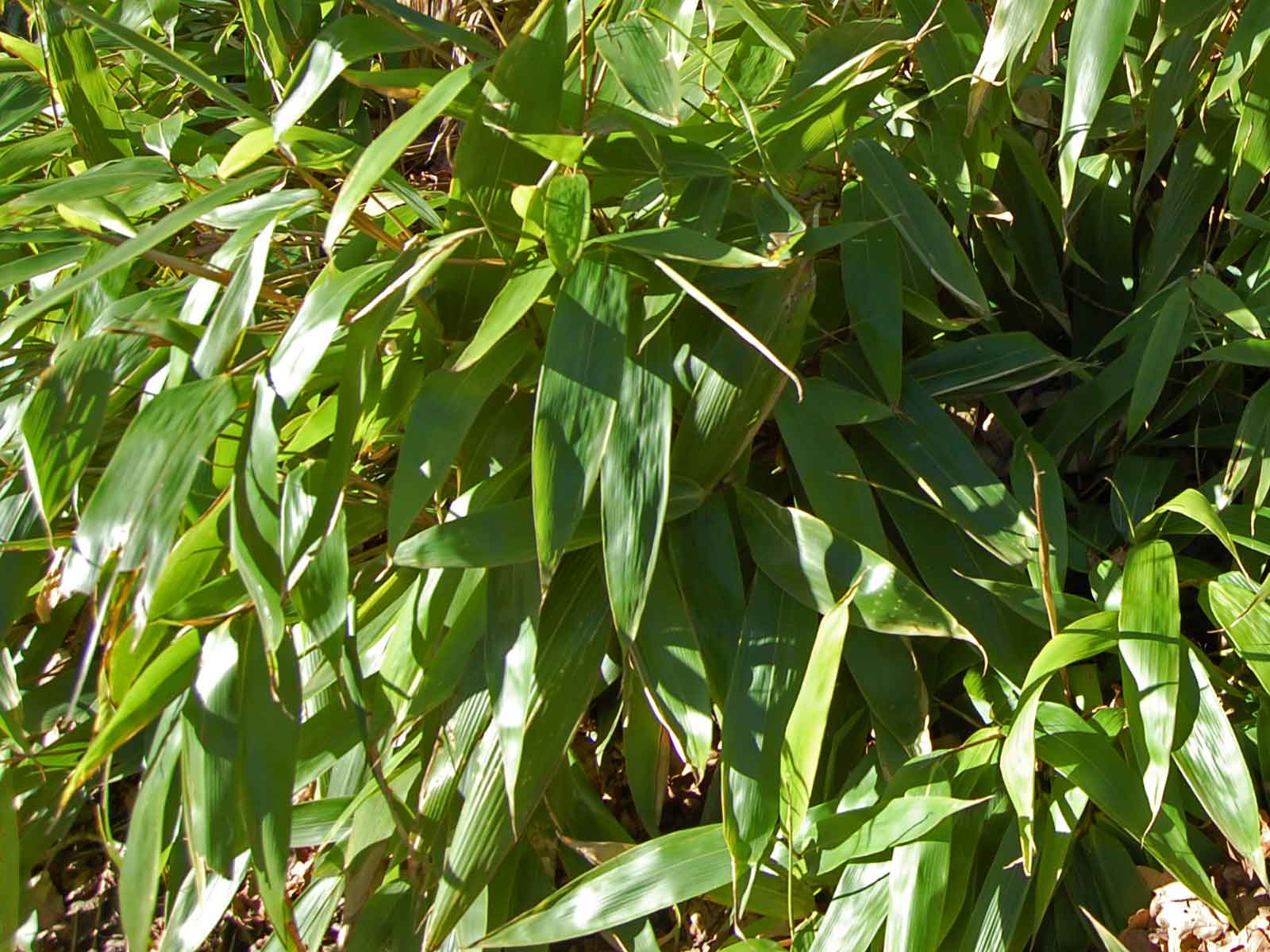 Bamboo Leaves