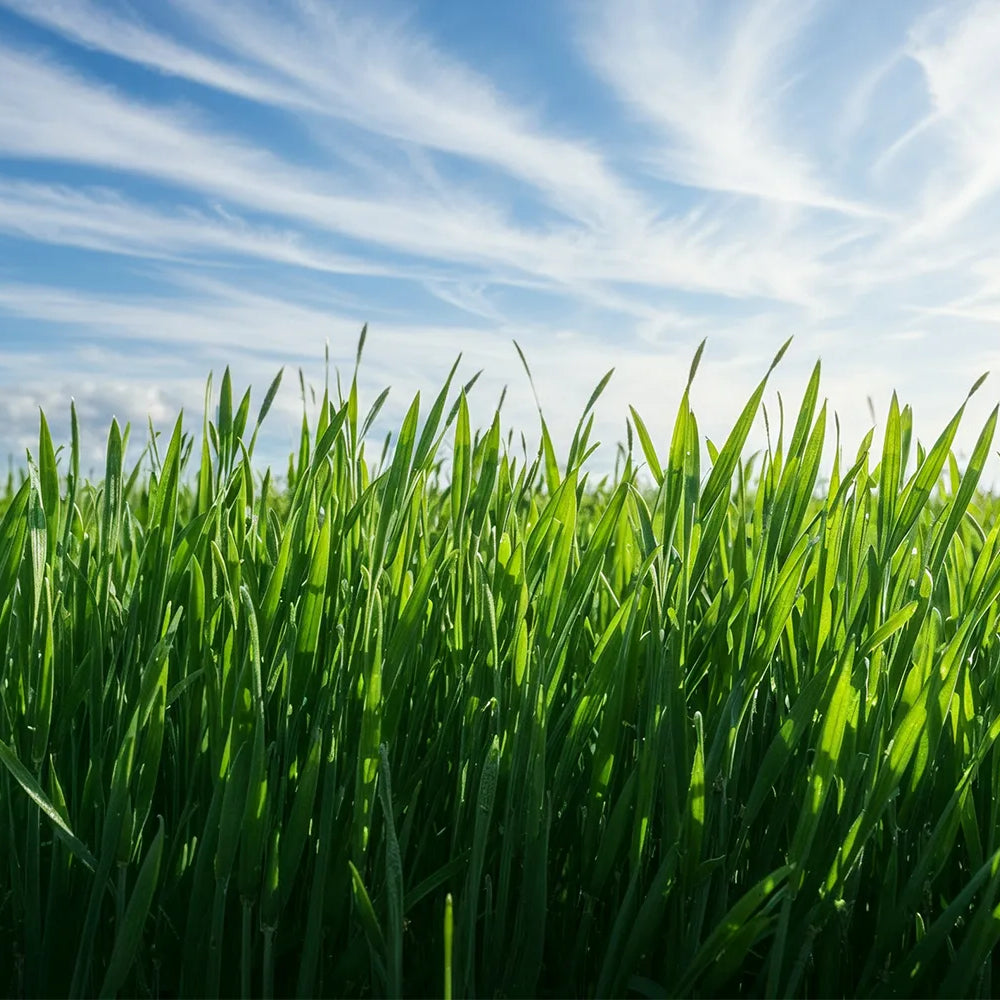 Barley Grass