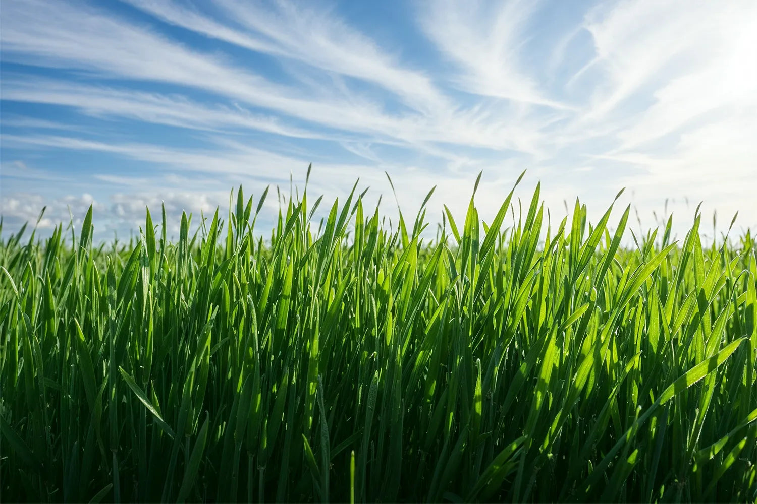 Barley Grass