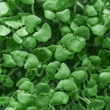 Basil Microgreens