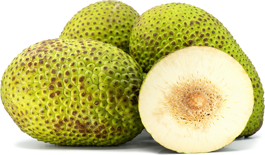 Breadfruit