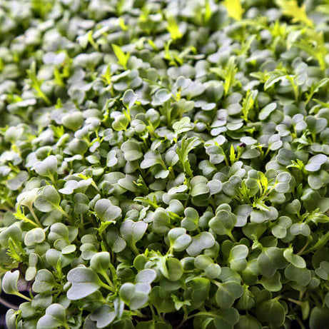 Broccoli Microgreens