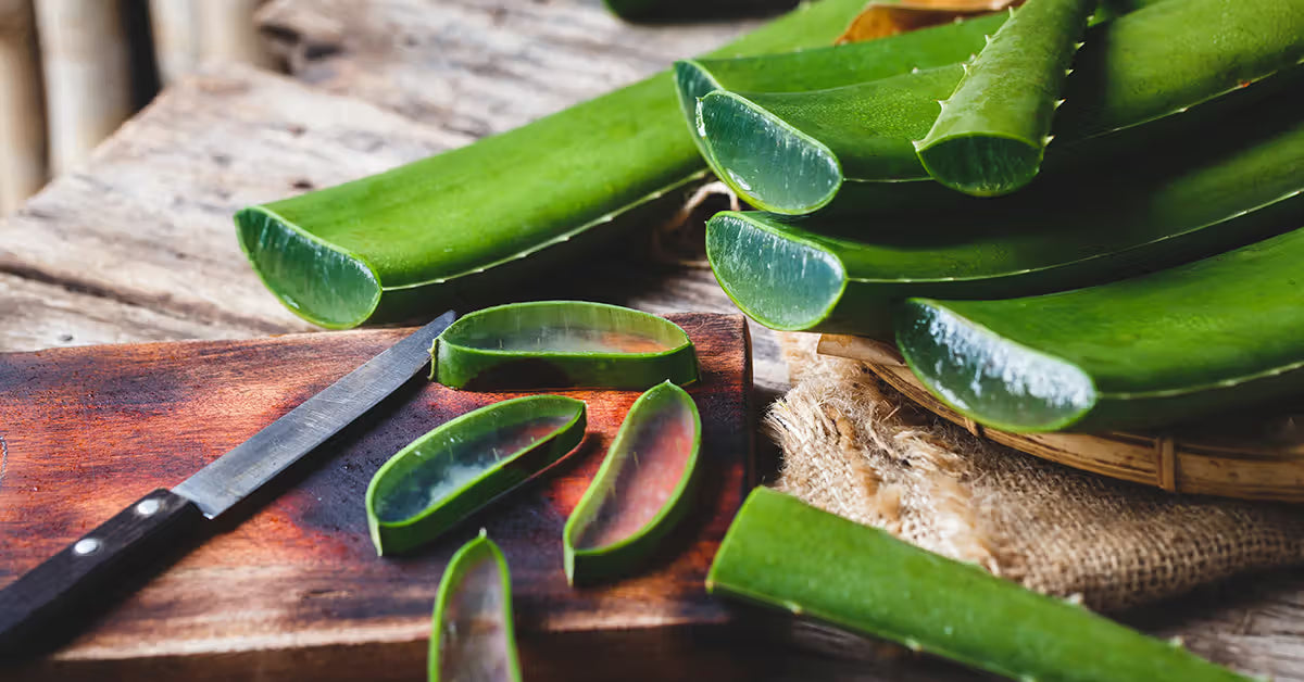 Aloe Vera - veg use
