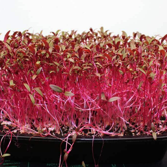 Amaranth Microgreens
