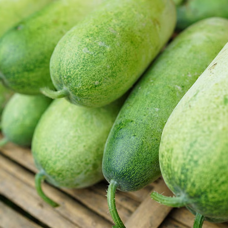 Ash Gourd