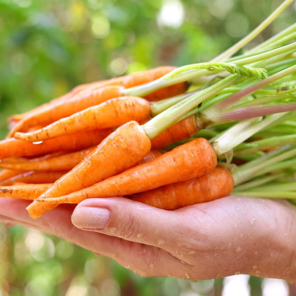 Baby Carrot