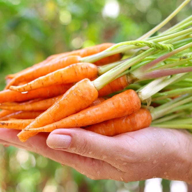 Baby Carrot
