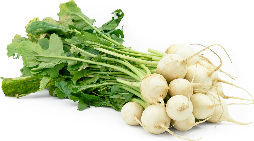 Turnip Baby