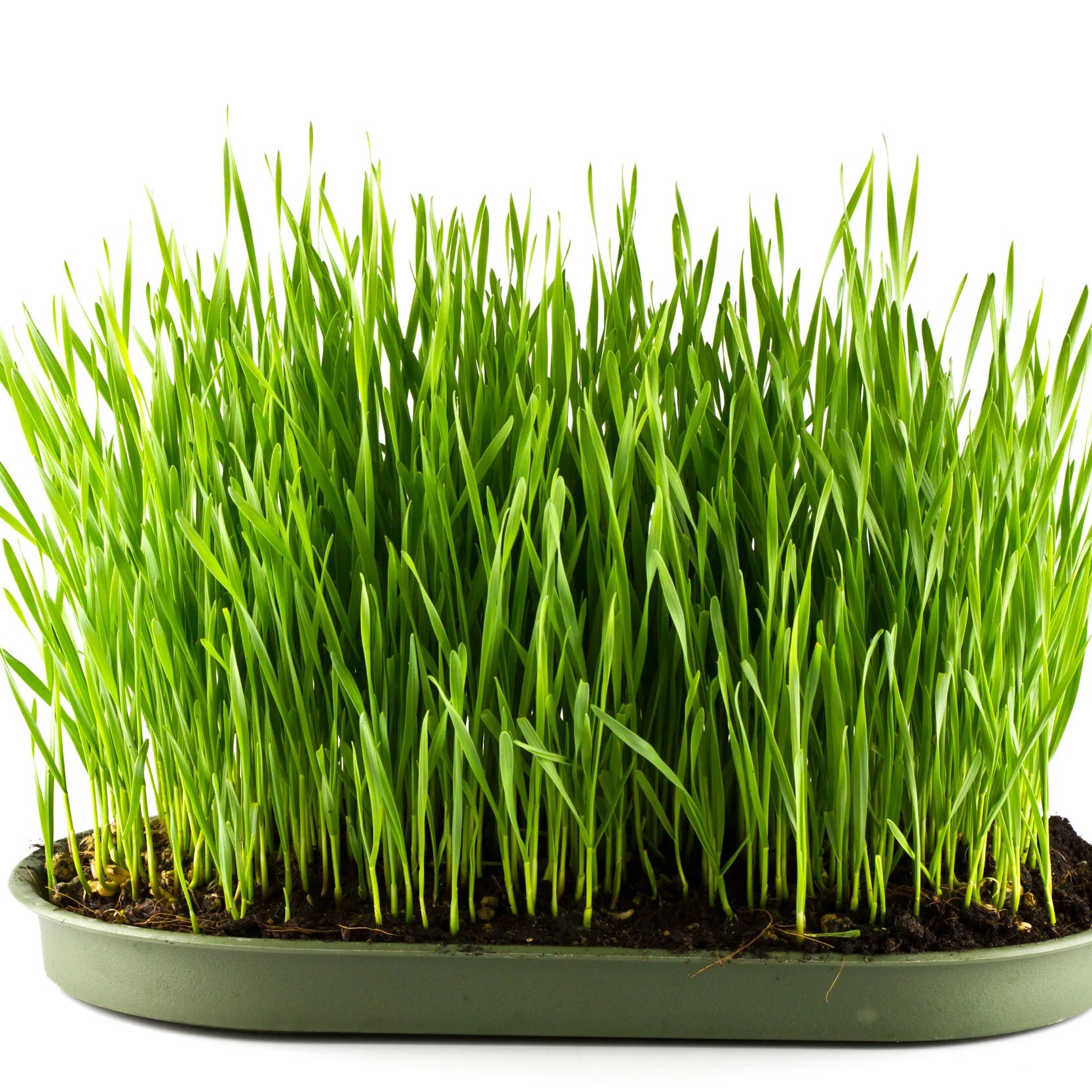 Barley Grass