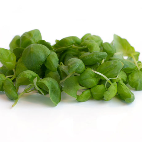 Basil Microgreens