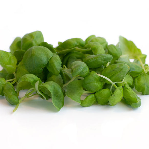 Basil Microgreens