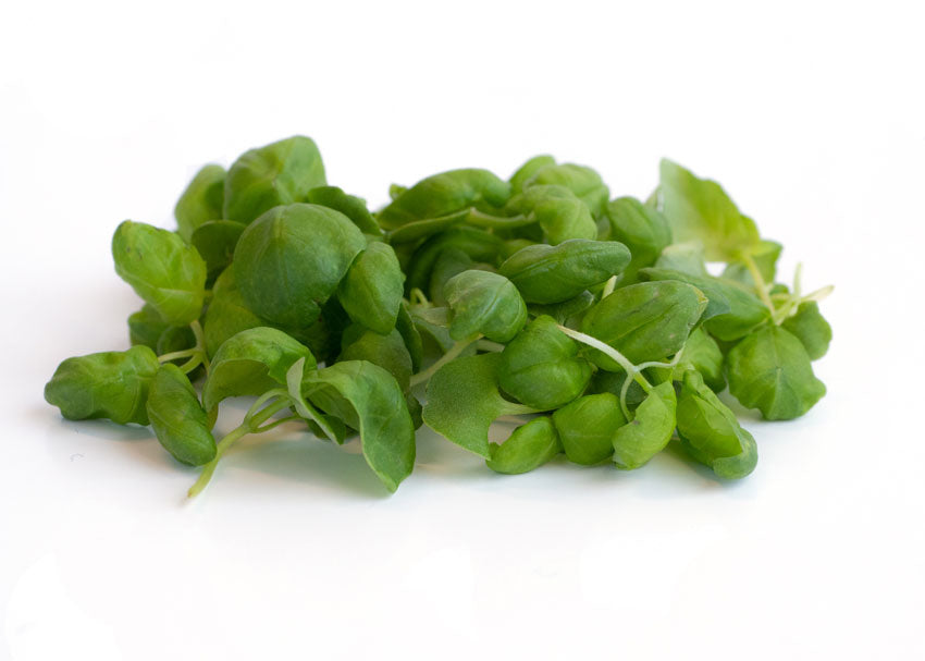 Basil Microgreens
