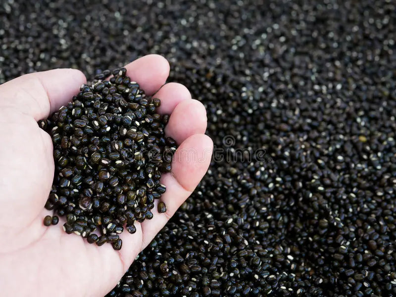 Black Gram Sprouts