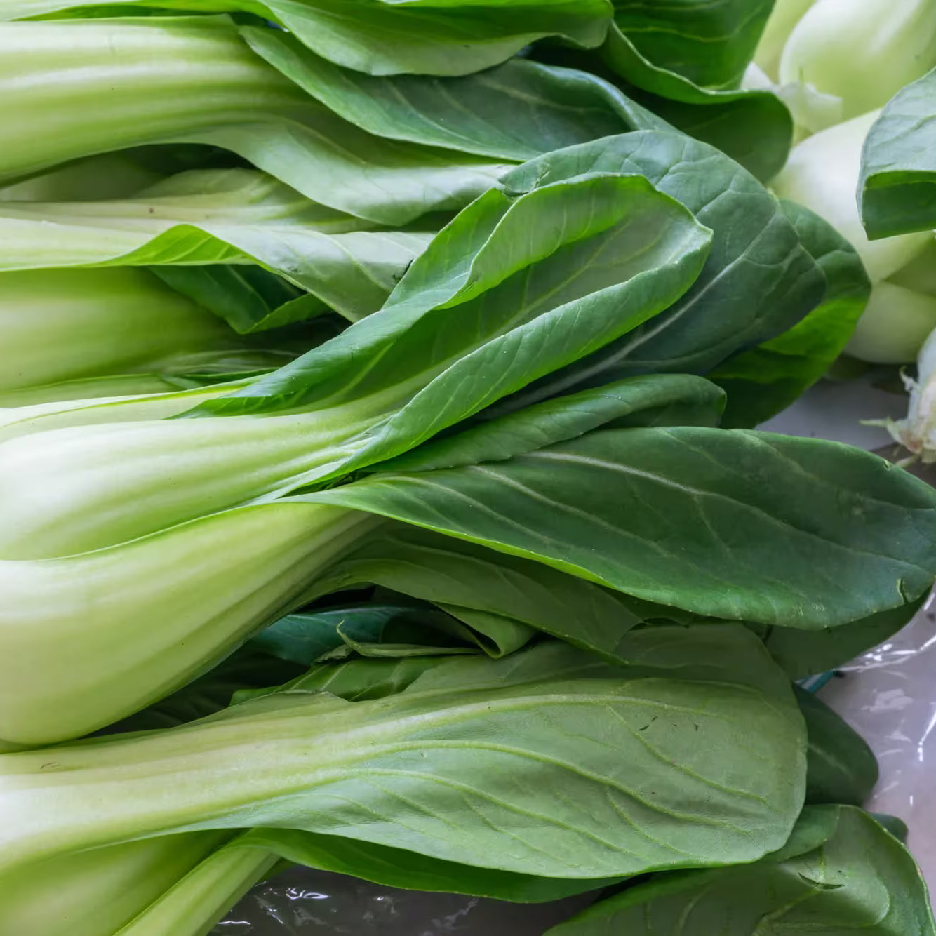 Bok Choy