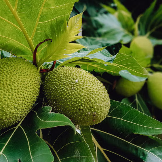 Breadfruit