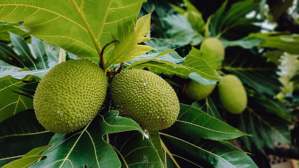 Breadfruit