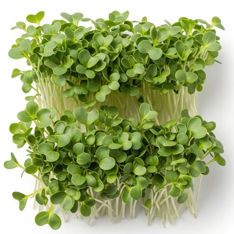Broccoli Microgreens
