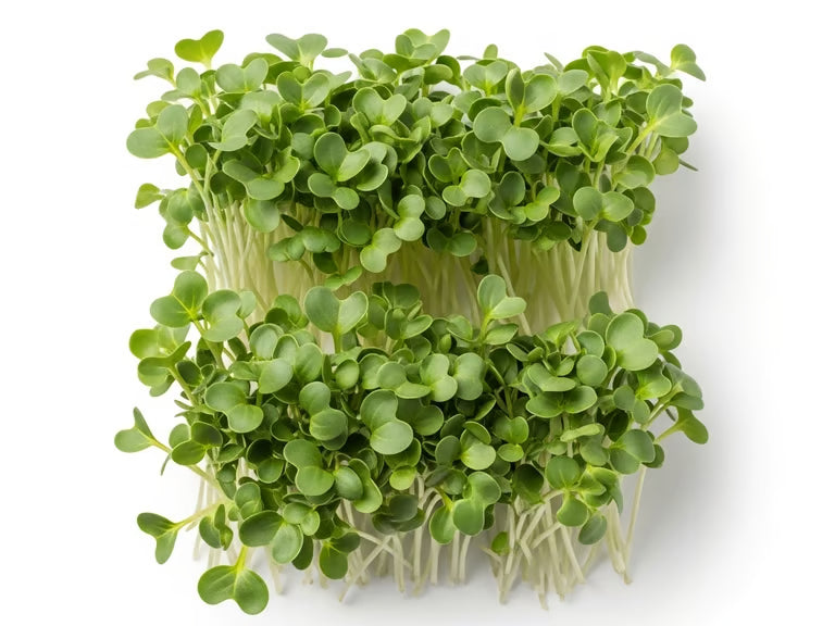 Broccoli Microgreens
